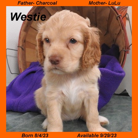 puppy, for, sale, Cocker Spaniel, Joe & Cherri  Overlease, dog, breeder, Miller, MO, dog-breeder, puppy-for-sale, forsale, nearby, find, puppyfind, locator, puppylocator, aca